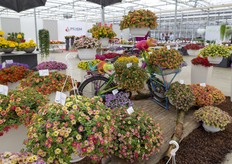 Een fiets midden tussen de calibrachoas, bij Westhoff. 